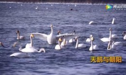 天鹅视频,捕捉自然之美，展现生命奇迹