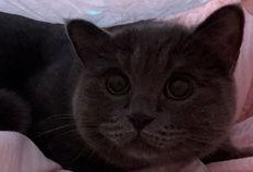 娱乐吃瓜小猫咪