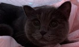 娱乐吃瓜小猫咪