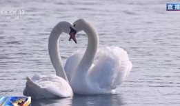 天鹅视频,捕捉自然之美，展现生命奇迹