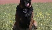 警犬视频,守护平安的忠诚伙伴