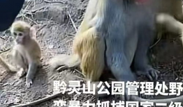 猴子的视频,视频捕捉灵长类动物趣味瞬间