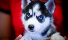 娱乐吃瓜酱哈士奇,揭秘哈士奇的那些事儿