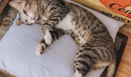 娱乐吃瓜酱猫咪视频,萌态十足，网友直呼“太可爱了！”