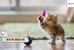 娱乐吃瓜酱猫咪视频,萌态十足，网友直呼“太可爱了！”