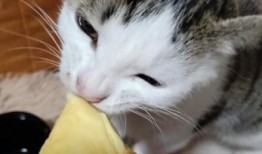 娱乐吃瓜酱小猫睡在哪里,揭秘萌宠的温馨睡眠角落