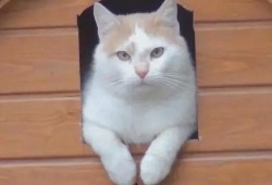 娱乐吃瓜酱小猫睡在哪里,揭秘萌宠的温馨睡眠角落