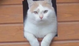 娱乐吃瓜酱小猫睡在哪里,揭秘萌宠的温馨睡眠角落