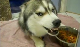 娱乐吃瓜酱哈士奇,揭秘哈士奇的那些事儿