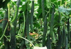 一枝花娱乐吃瓜,揭秘娱乐圈吃瓜背后的真相