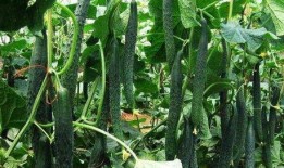 一枝花娱乐吃瓜,揭秘娱乐圈吃瓜背后的真相