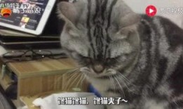 娱乐吃瓜小猫咪