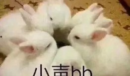 娱乐吃瓜兔,揭秘娱乐圈那些不为人知的幕后故事