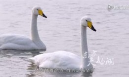 天鹅视频,捕捉自然之美，展现生命奇迹