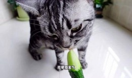 娱乐吃瓜小猫咪