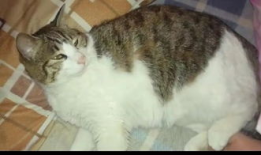 娱乐吃瓜猫,揭秘娱乐圈那些不为人知的幕后故事