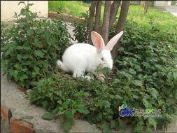 娱乐吃瓜小兔兔微博 第3张 娱乐吃瓜小兔兔微博 第3张